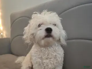 Maltese dogs Maltese 1 - Ad 1