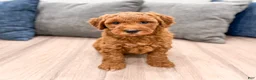 Mini Goldendoodle dogs for sale: Honey - Ad 3