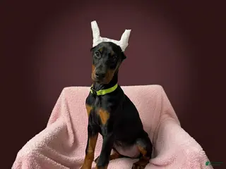 Doberman Pinscher dogs Female with ear crop - Ad 22