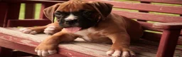 Boxer dogs for sale: Hank - Ad 6