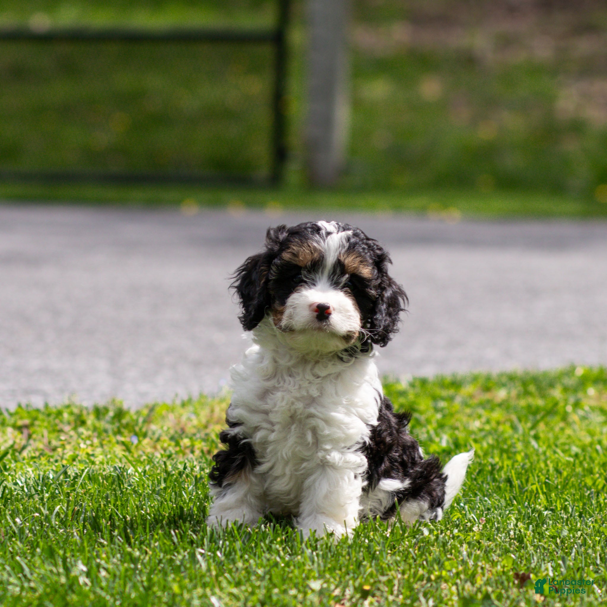 Cavapoo dogs Crusher Cavapoo Puppy  - Ad 1
