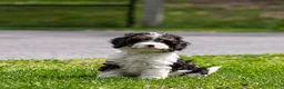 Cavapoo dogs for sale: Crusher Cavapoo Puppy  - Ad 13