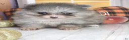 Pomeranian dogs for sale: Blueberry - Silvery Blue Merle - w/Blue Eye - Ad 8