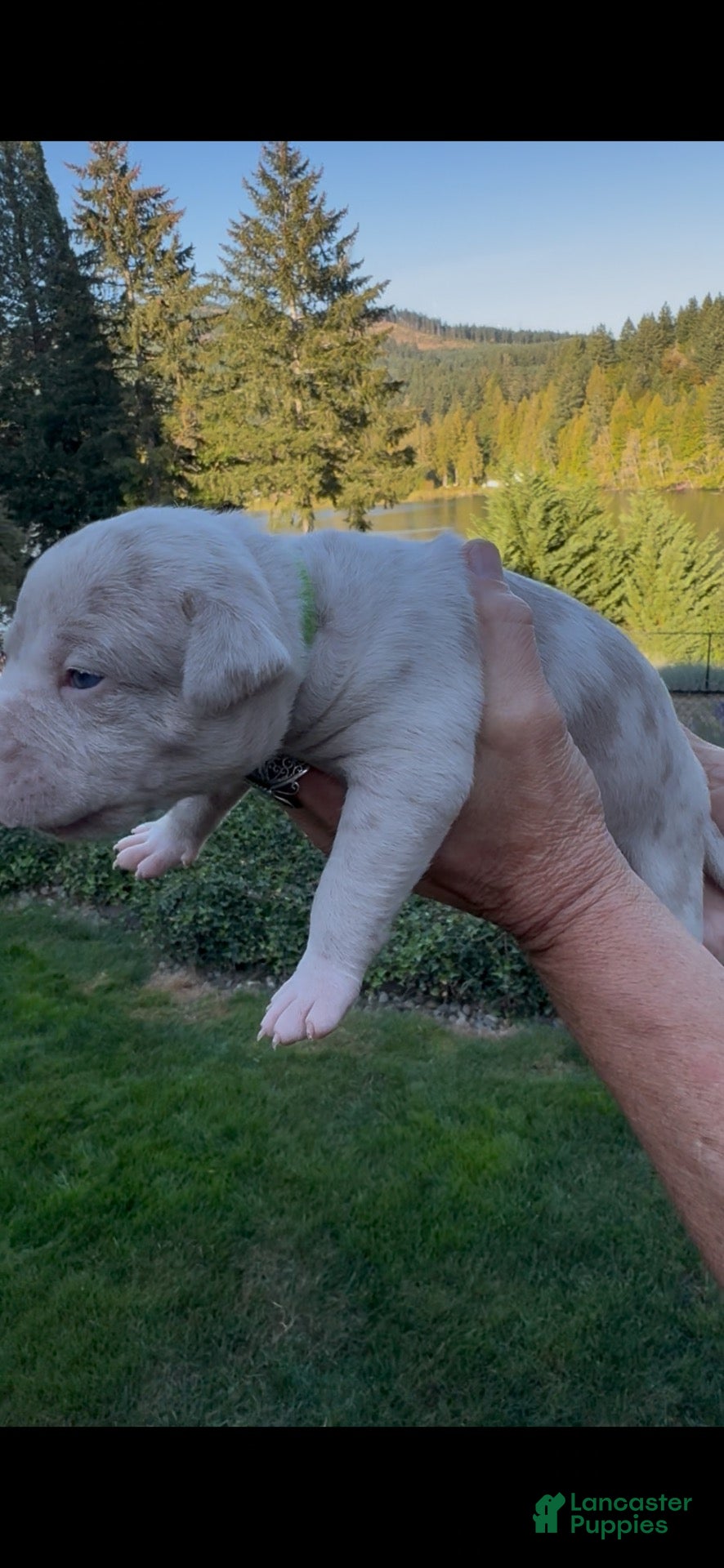 American Bully dogs American Bully 2 - Ad 1
