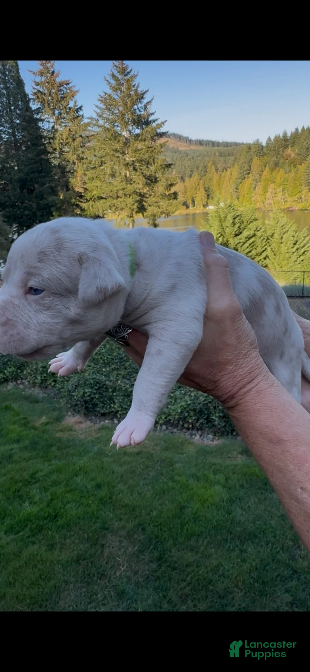 American Bully dogs for sale: American Bully 2 - Ad 1