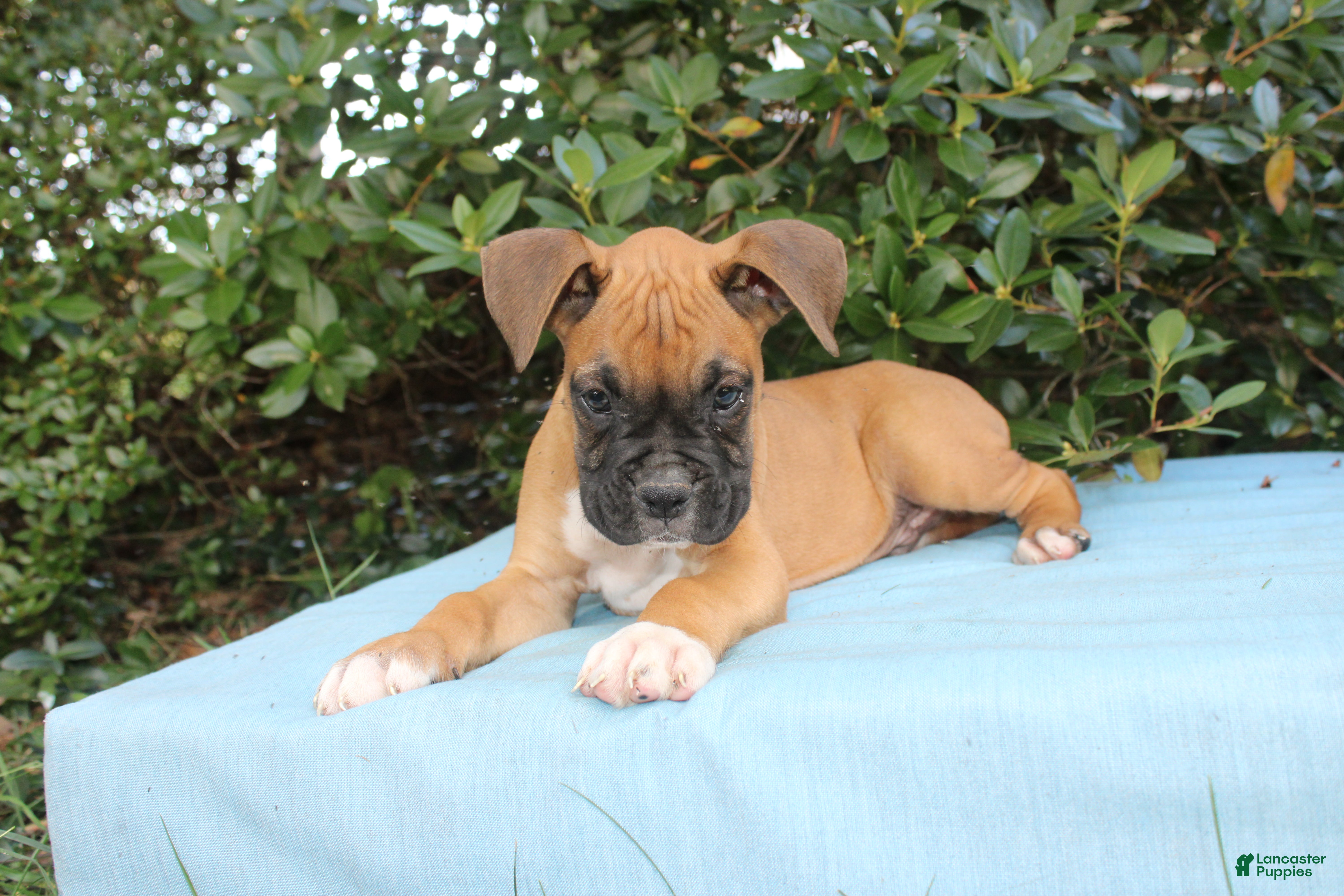 Month Old Pitbull Boxer Mix Month Old Pitbull Puppy Month Old