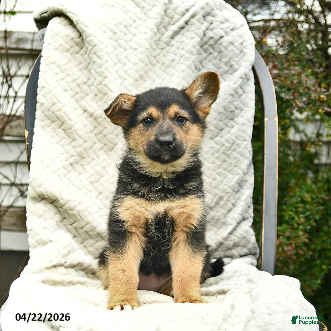 Mixed Breed dogs for sale: Poppy  - Ad 1