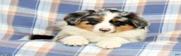 Australian Shepherd dogs for sale: Millie - Ad 4