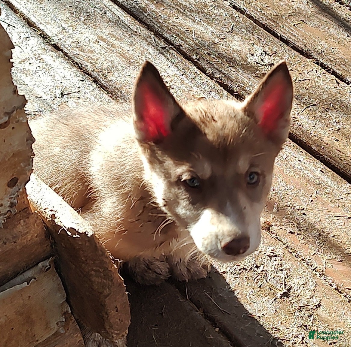 Siberian Husky dogs Siberian Husky Puppy 4 - Ad 22