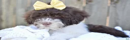 Portuguese Water Dog dogs for sale: Lucy - Ad 6