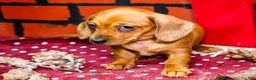 Miniature Dachshund dogs for sale: Ursala - Ad 2
