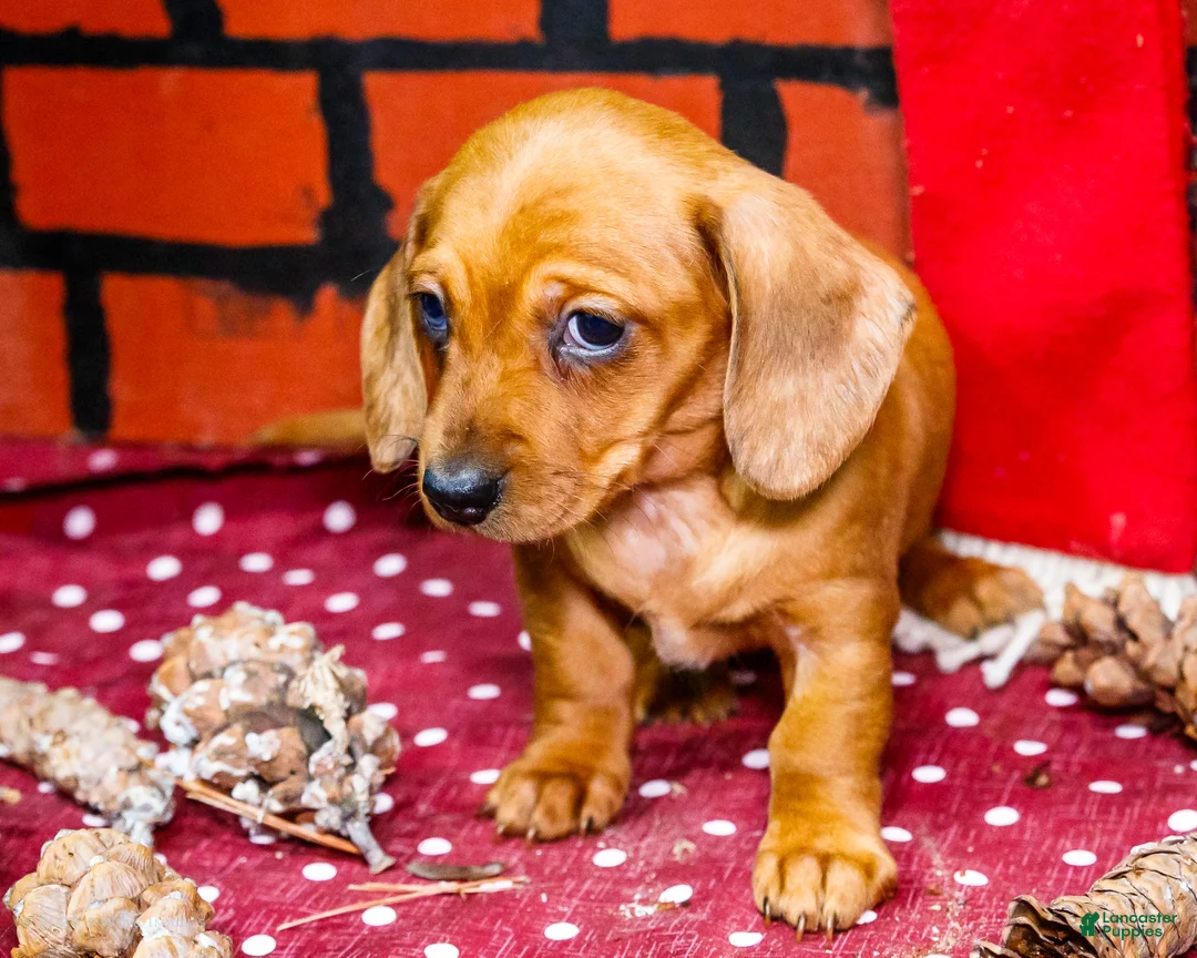 Miniature Dachshund dogs for sale: Ursala - Ad 7