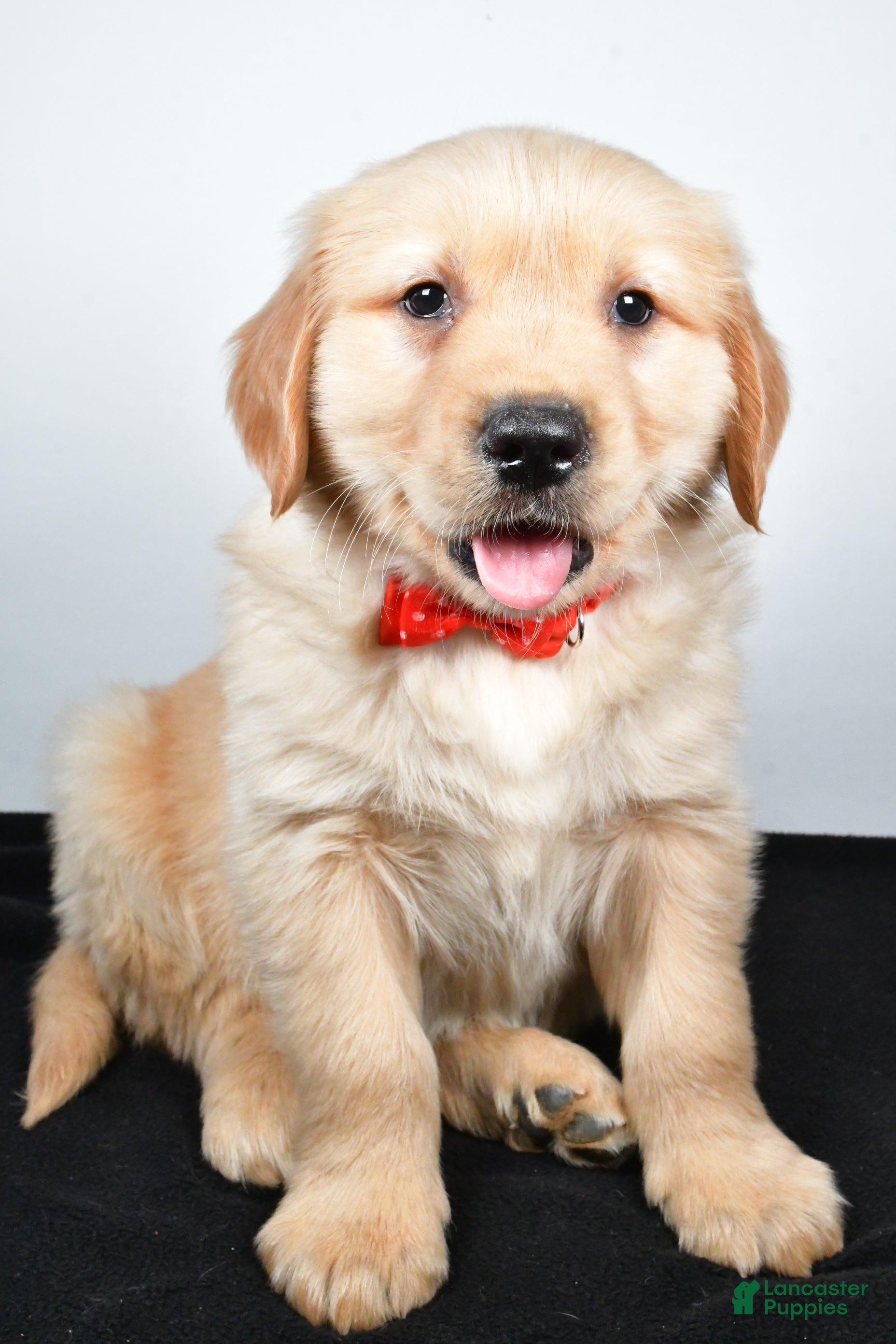 Golden Retriever dogs Jasper - Ad 15