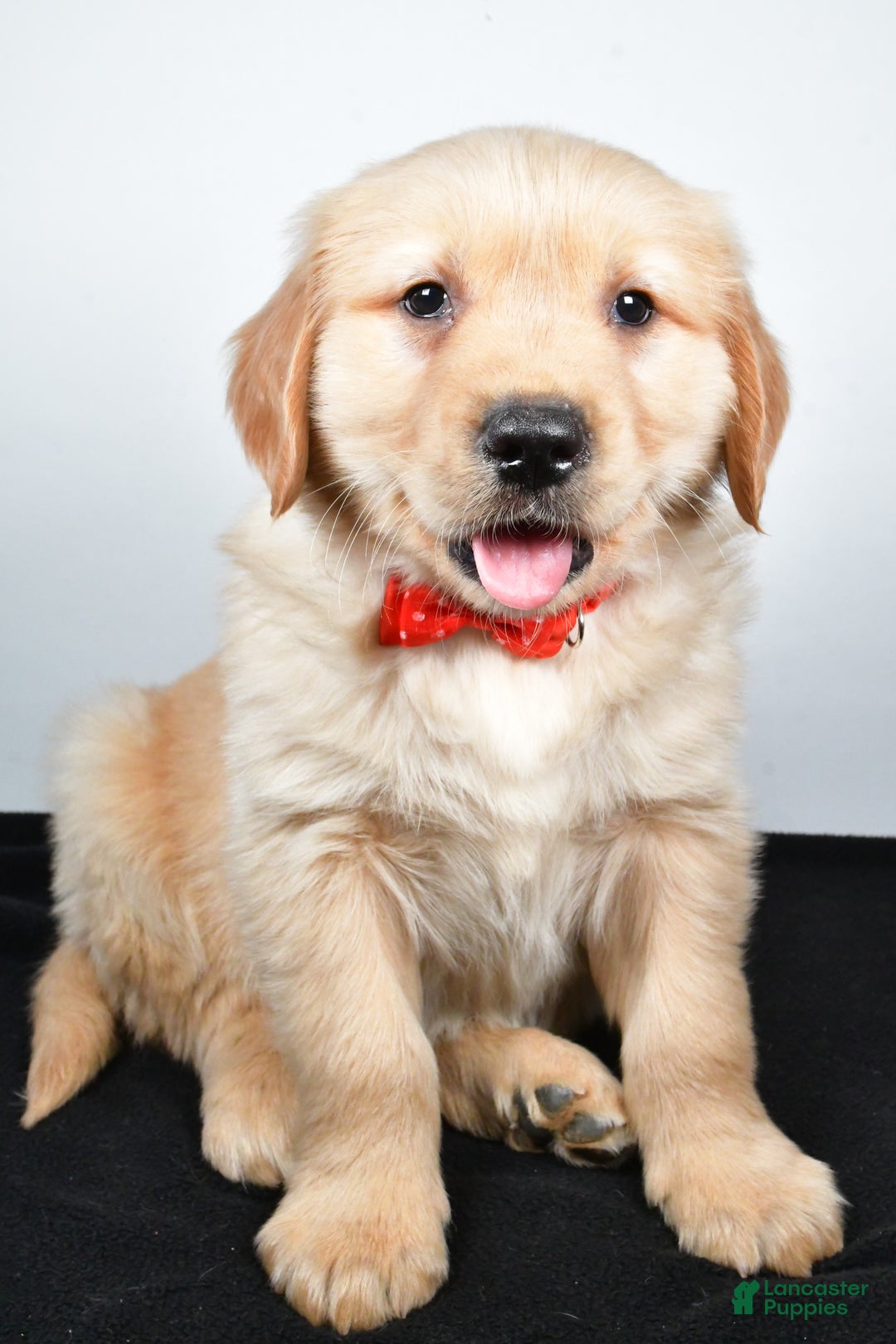 Golden Retriever dogs for sale: Jasper - Ad 1