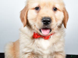 Golden Retriever dogs Jasper - Ad 15