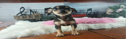 Chihuahua dogs for sale: Chihuahua 4 - Ad 6