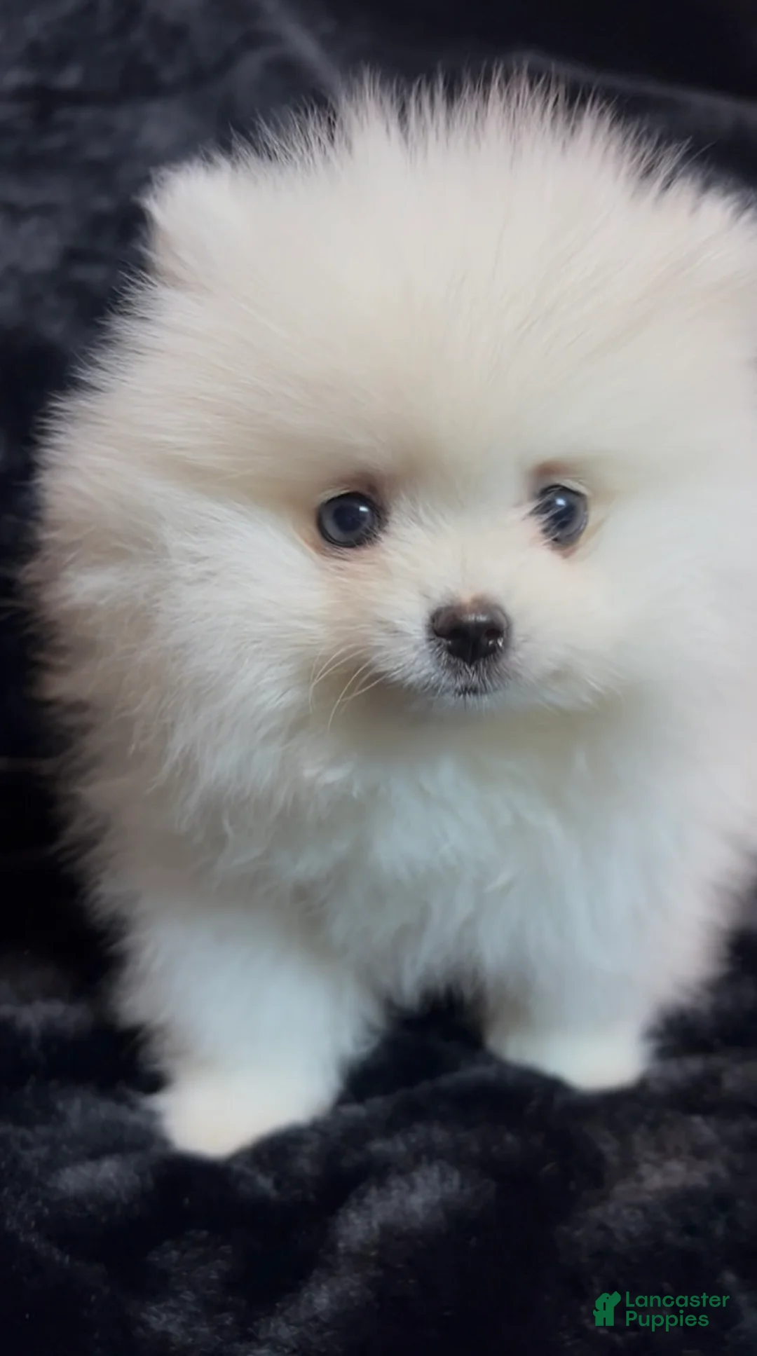 Pomeranian dogs for sale: Mojito - Ad 10