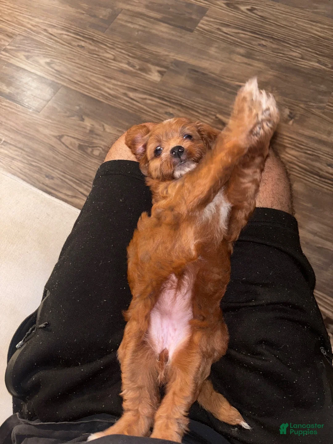 Mini Aussiedoodle dogs for sale: Mini Aussiedoodle 4 - Ad 2