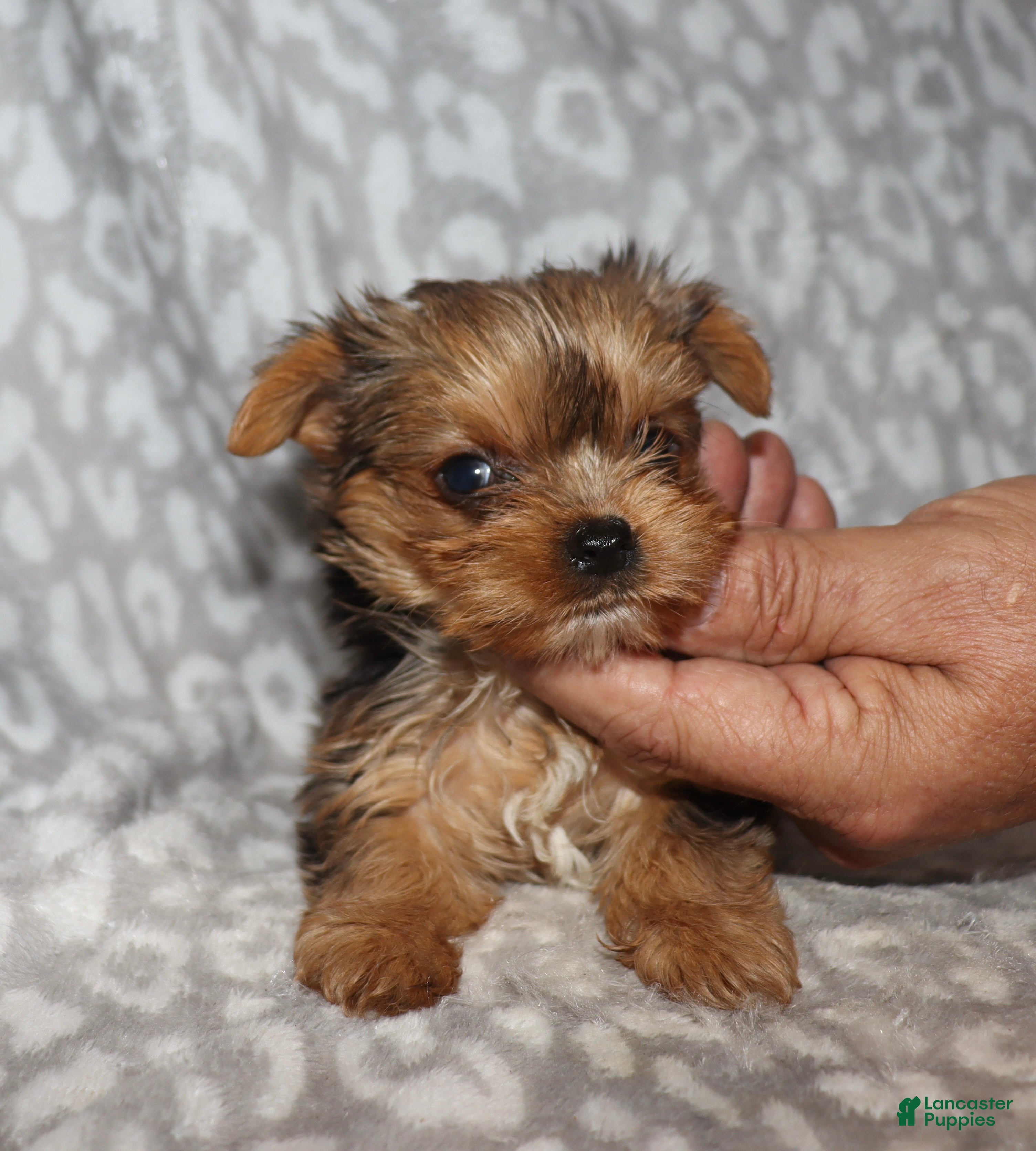 Yorkshire Terrier dogs Sonia - Ad 23