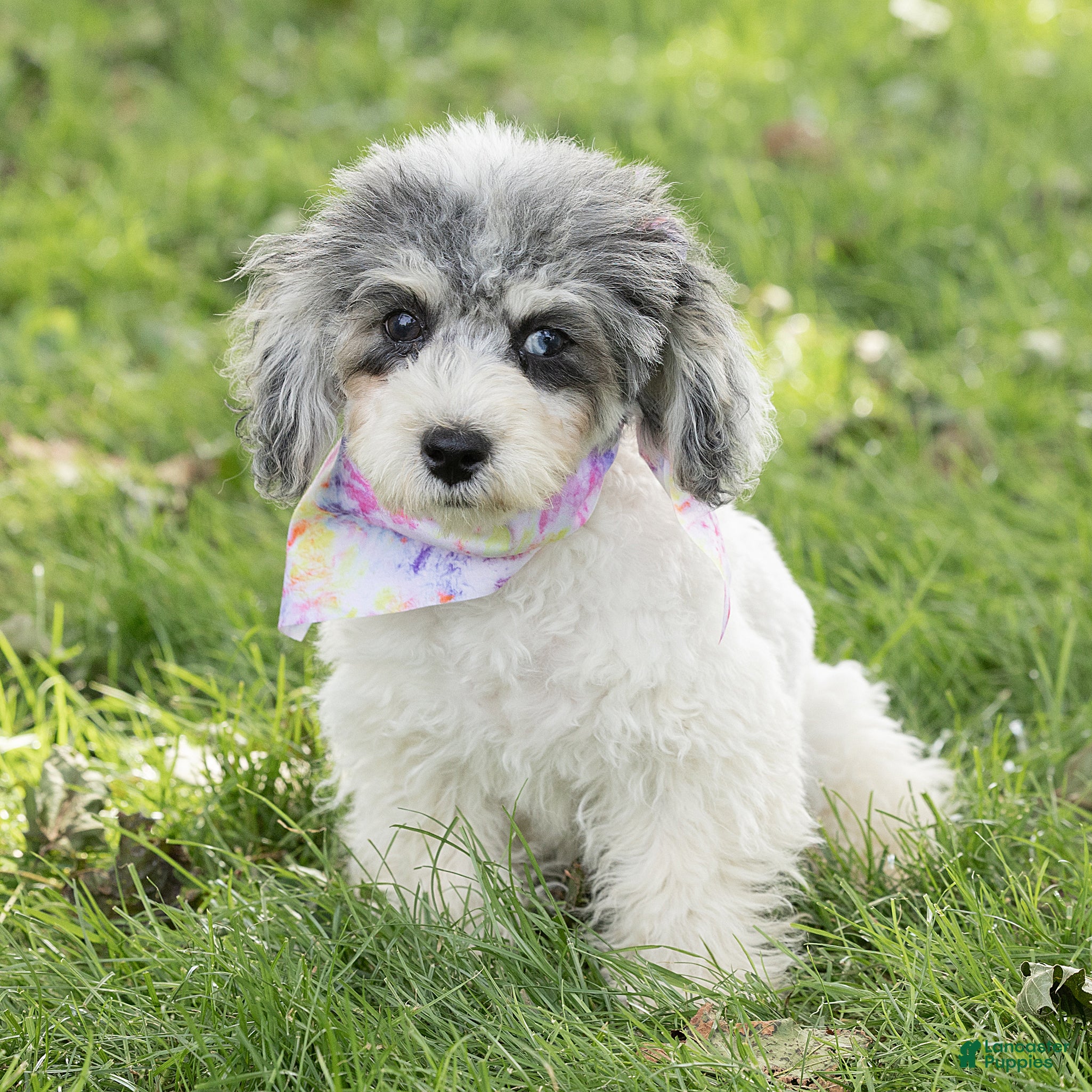 Maltipoo dogs Rex Maltipoo  - Ad 2