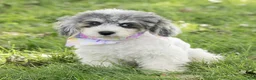 Maltipoo dogs for sale: Rex Maltipoo  - Ad 2