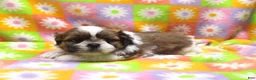 Shih Tzu dogs for sale: Jaden - Ad 1