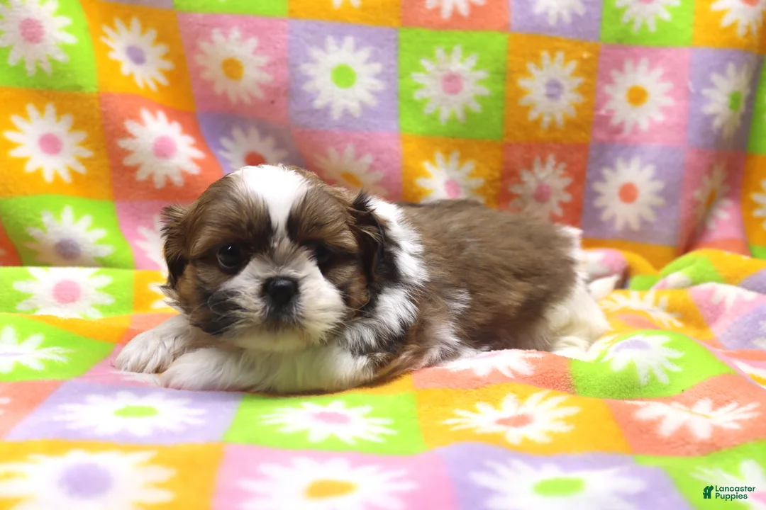 Shih Tzu dogs for sale: Jaden - Ad 1