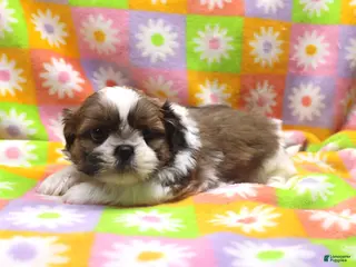 Shih Tzu dogs Jaden - Ad 13