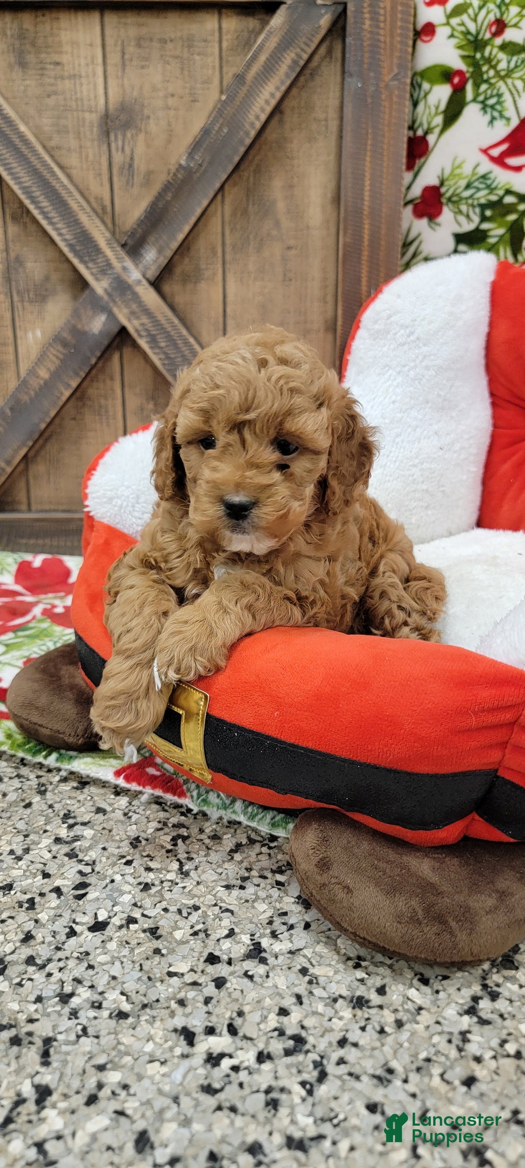 Cavapoo dogs for sale: Santa - Ad 3