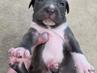 American Staffordshire Terrier dogs American Staffordshire Terrier Puppy 6 - Ad 7