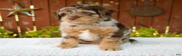 Mini Bernedoodle dogs for sale: Neil - Ad 5