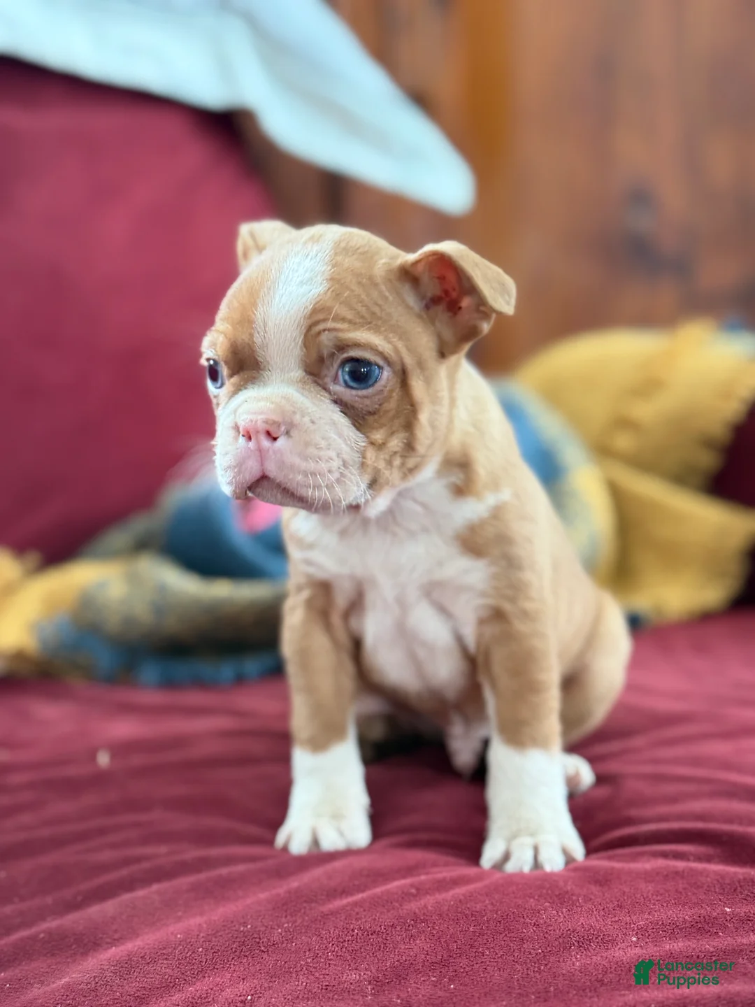 Boston Terrier dogs for sale: Bonny - Ad 12