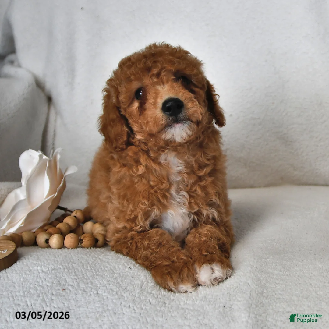 Mini Goldendoodle dogs for sale: Jane - Ad 2
