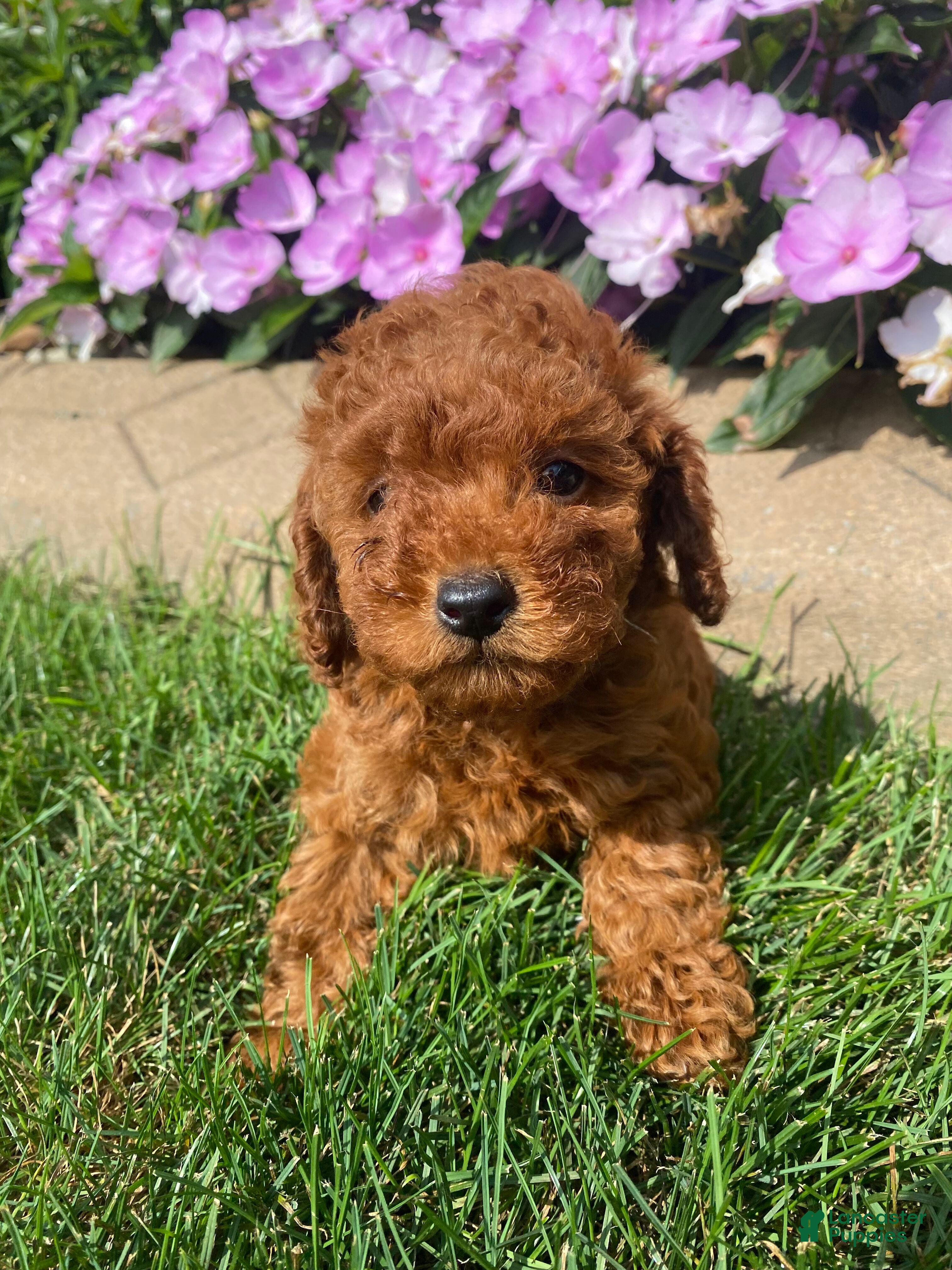 Miniature Poodle dogs Tiffany - Ad 1