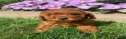 Miniature Poodle dogs for sale: Tiffany - Ad 1