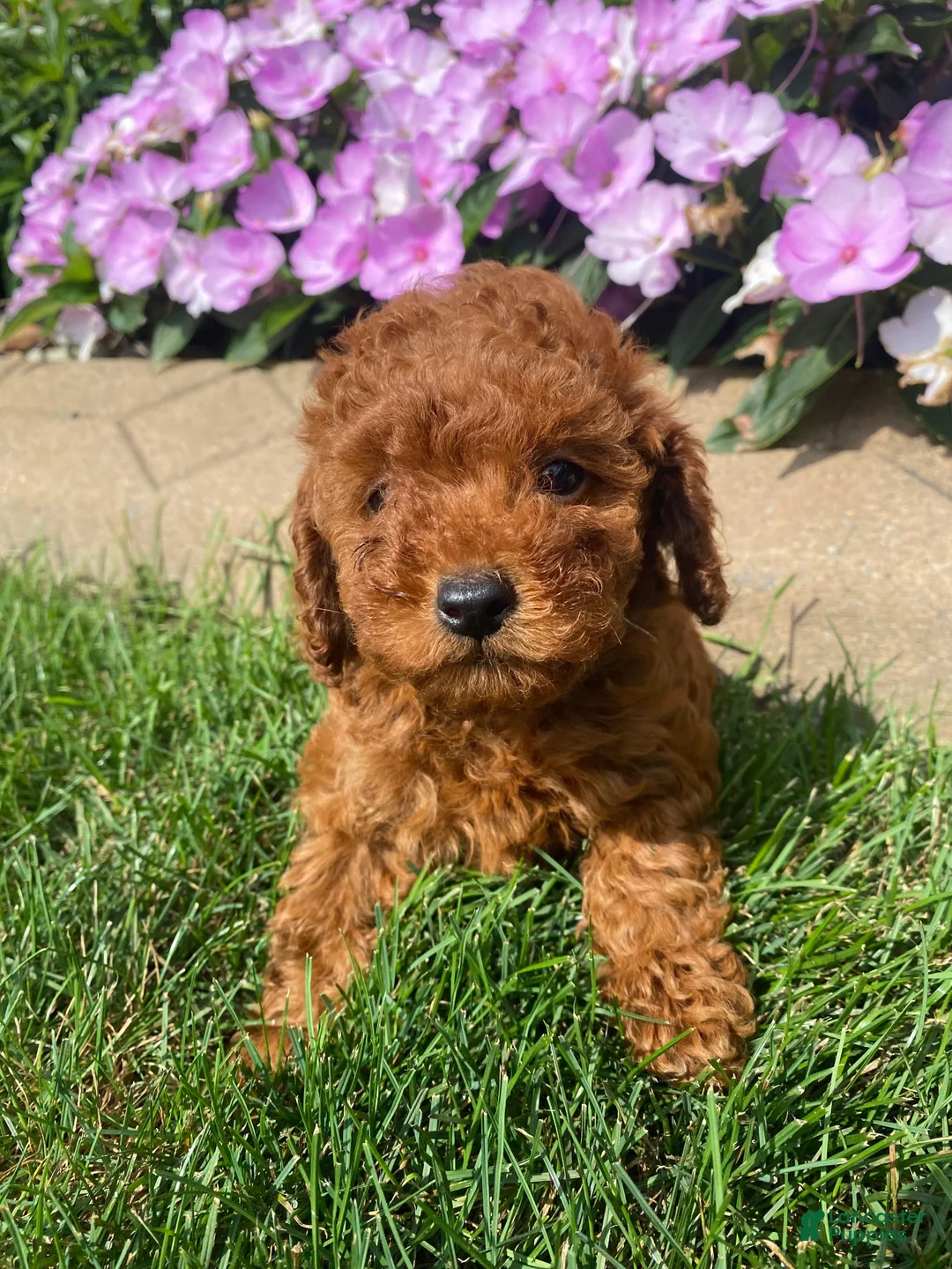 Miniature Poodle dogs for sale: Tiffany - Ad 1