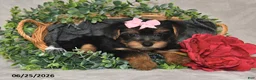 Yorkshire Terrier dogs for sale: Duchess - Ad 5