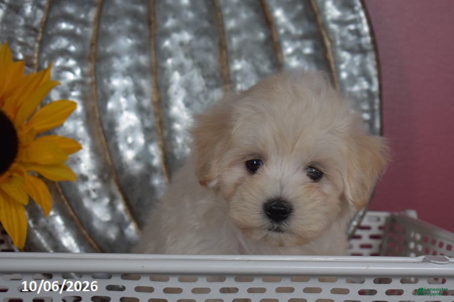Maltipoo dogs Ralph - Ad 2
