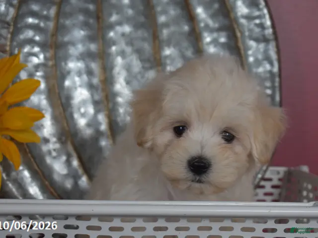 Maltipoo dogs for sale: Ralph - Ad 2