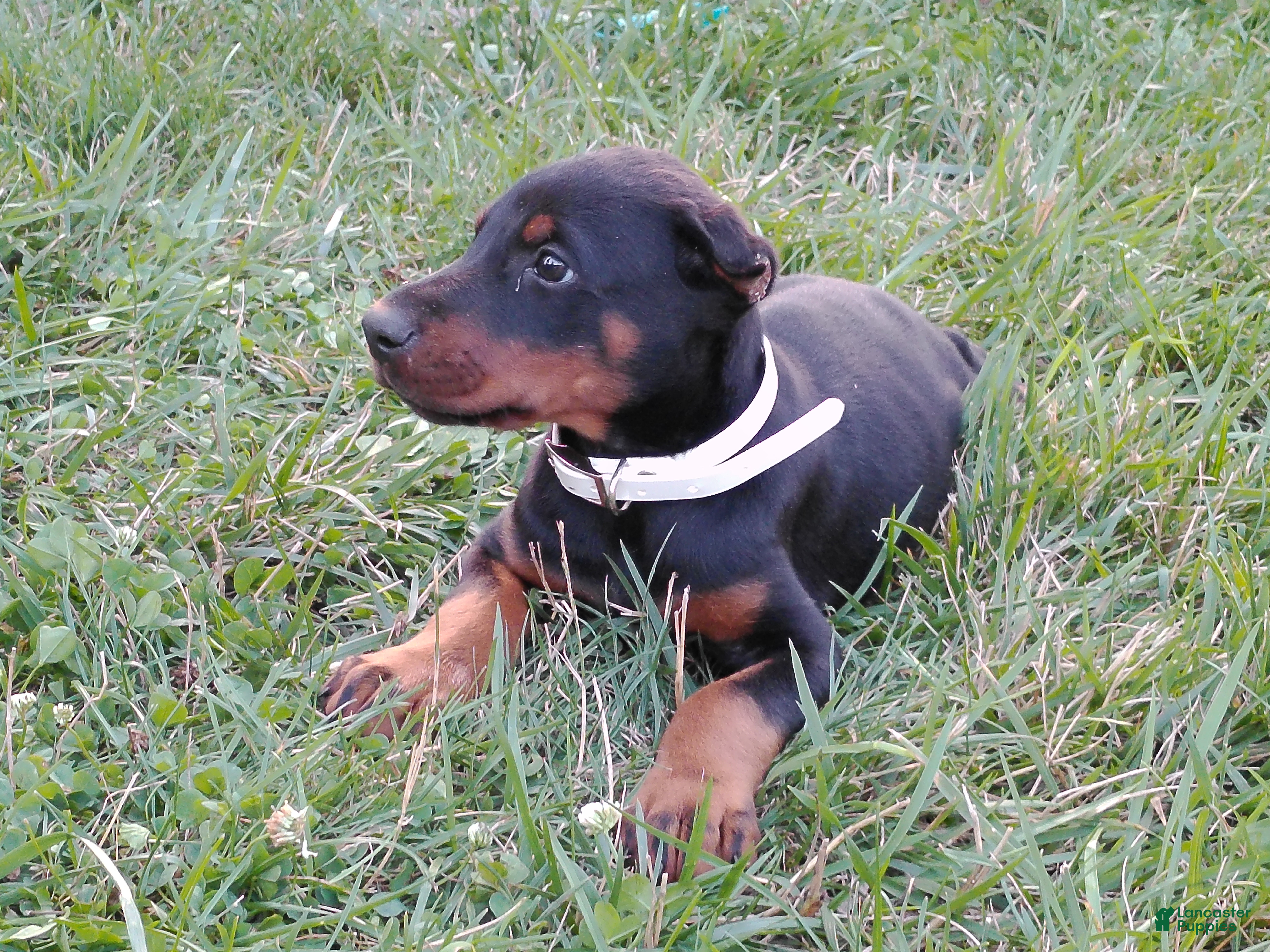 Doberman Pinscher dogs Doberman Pinscher 4 - Ad 1