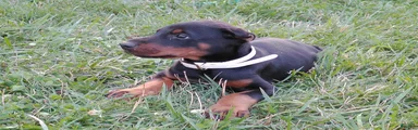 Doberman Pinscher 4