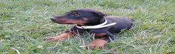 Doberman Pinscher dogs for sale: Doberman Pinscher 4 - Ad 1