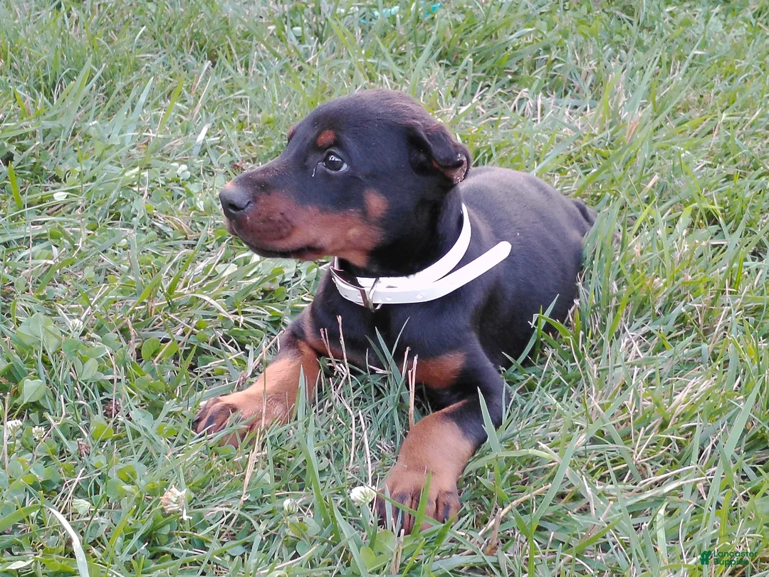 Doberman Pinscher dogs for sale: Doberman Pinscher 4 - Ad 1