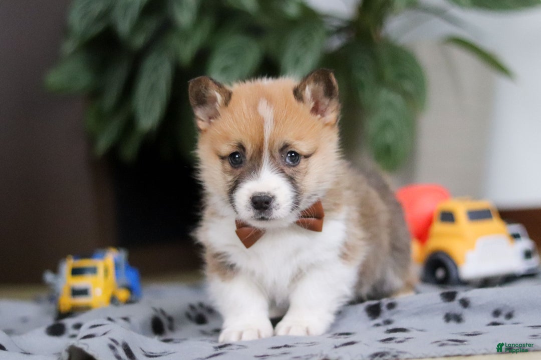 Welsh Corgi Pembroke dogs for sale: Ethan - Ad 8
