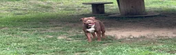 American Bully dogs for sale: American Bully 7 - Ad 4