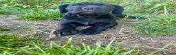 Cane Corso dogs for sale: Cane Corso Puppy 1 - Ad 1