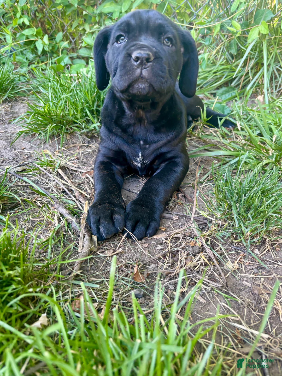 Cane Corso dogs for sale: Cane Corso Puppy 1 - Ad 1