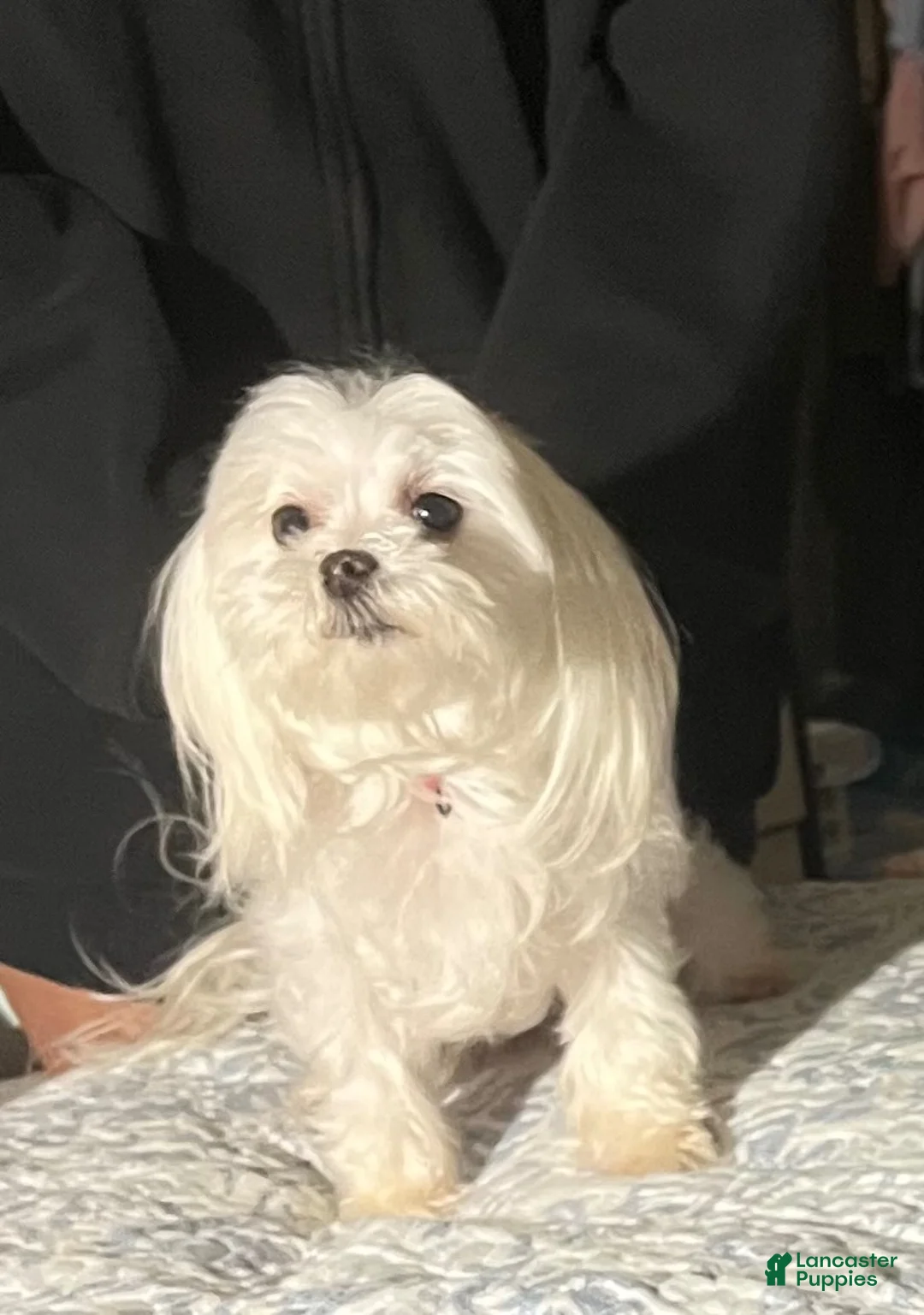 Maltese dogs for sale: Maltese 2 female - Ad 4