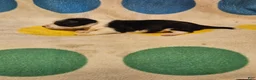 Chihuahua dogs for sale: Drew - Ad 12