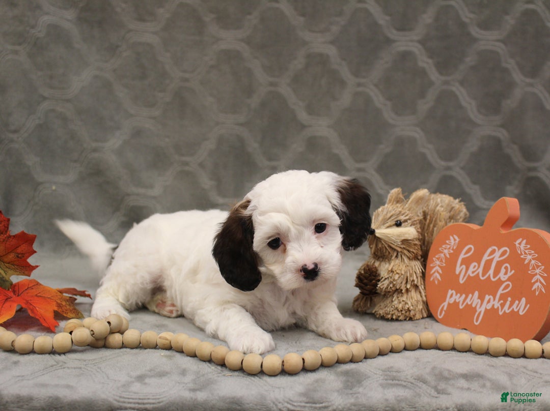 Cavapoo dogs for sale: Cookie - Ad 7
